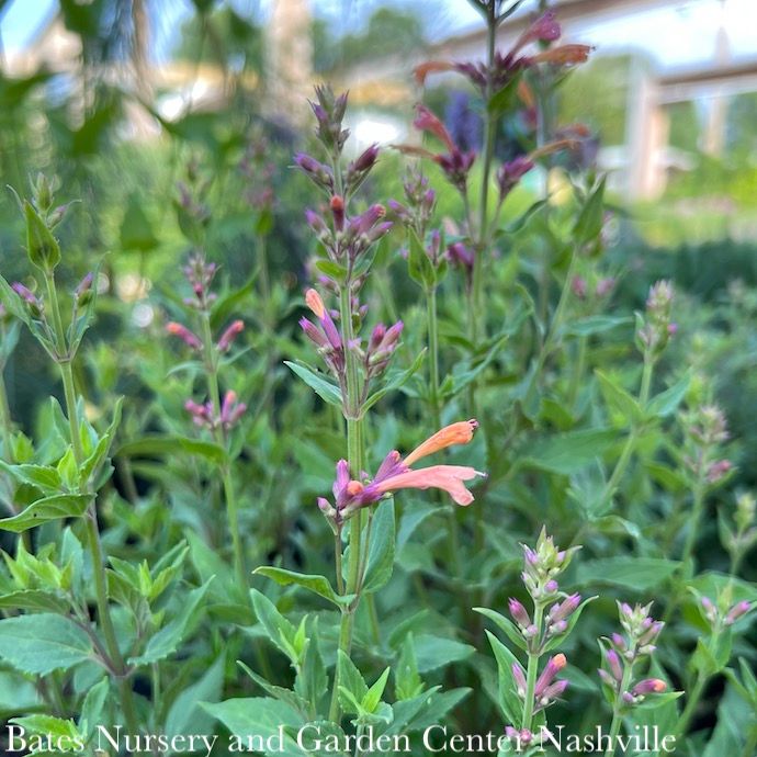 #1 Agastache x PW Peachie Keen/ Hummingbird Mint