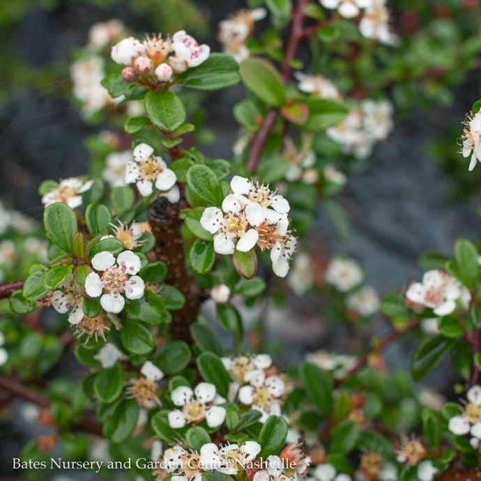 #3 Cotoneaster dammeri Coral Beauty