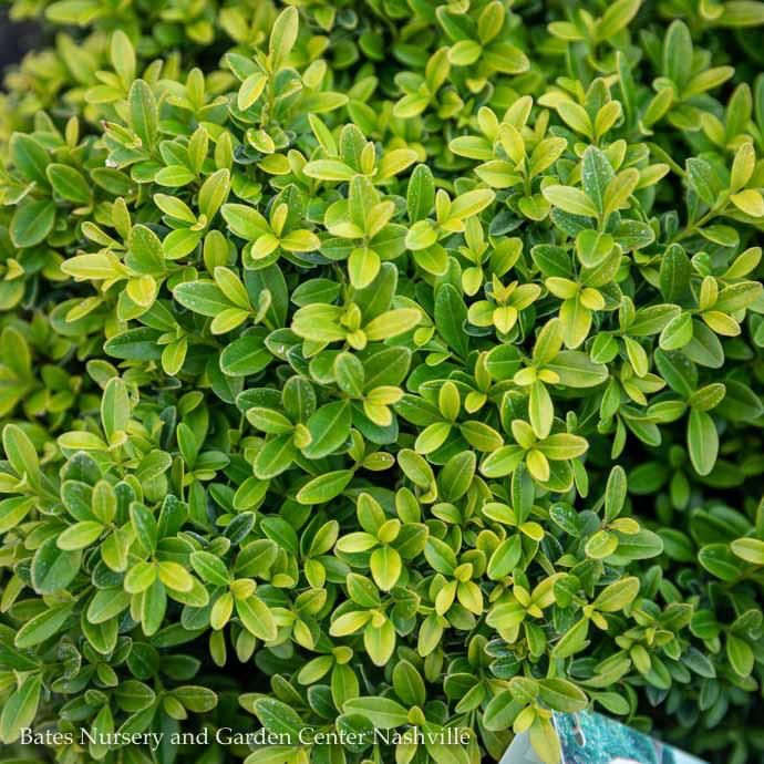 #2.5 Buxus micro Grace Hendrick Phillips/ Boxwood