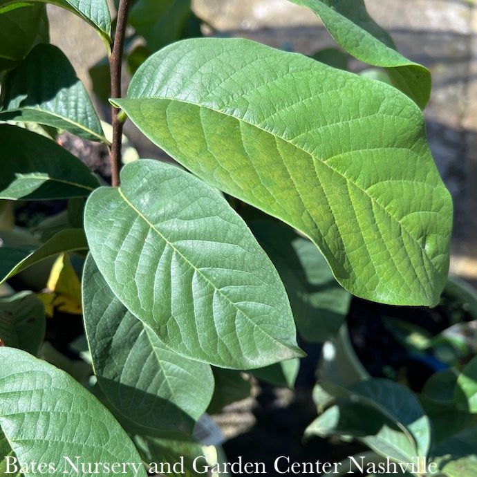 Edible #3 Asimina triloba AB/ Paw Paw Native (TN)