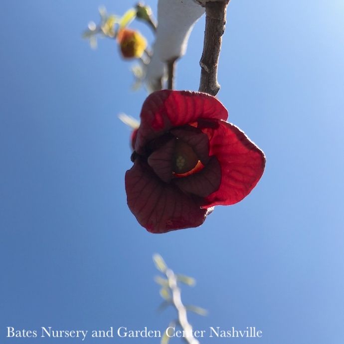 Edible #3 Asimina triloba AB/ Paw Paw Native (TN)