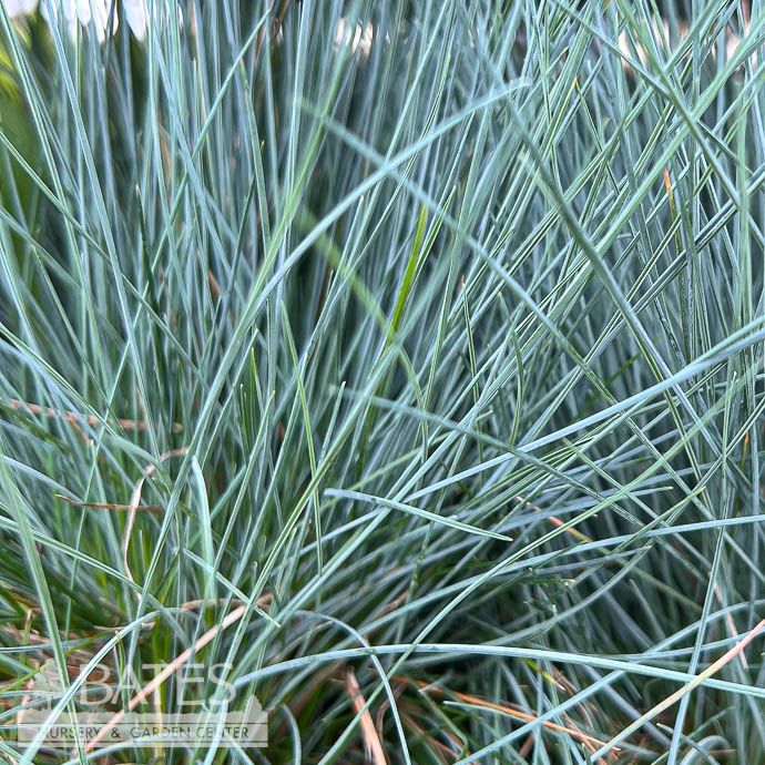 #1 Grass Festuca glauca Elijah Blue/ Fescue