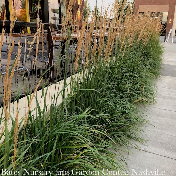 #1 Grass Calamagrostis x acutiflora Karl Foerster/ Feather Reed