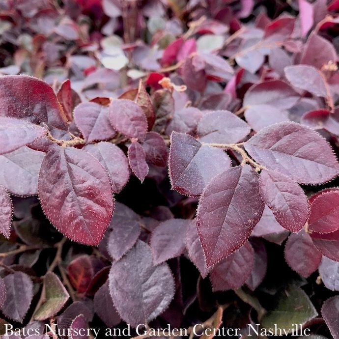 #3 Loropetalum chin FE Crimson Fire/ Fringeflower - No Warranty