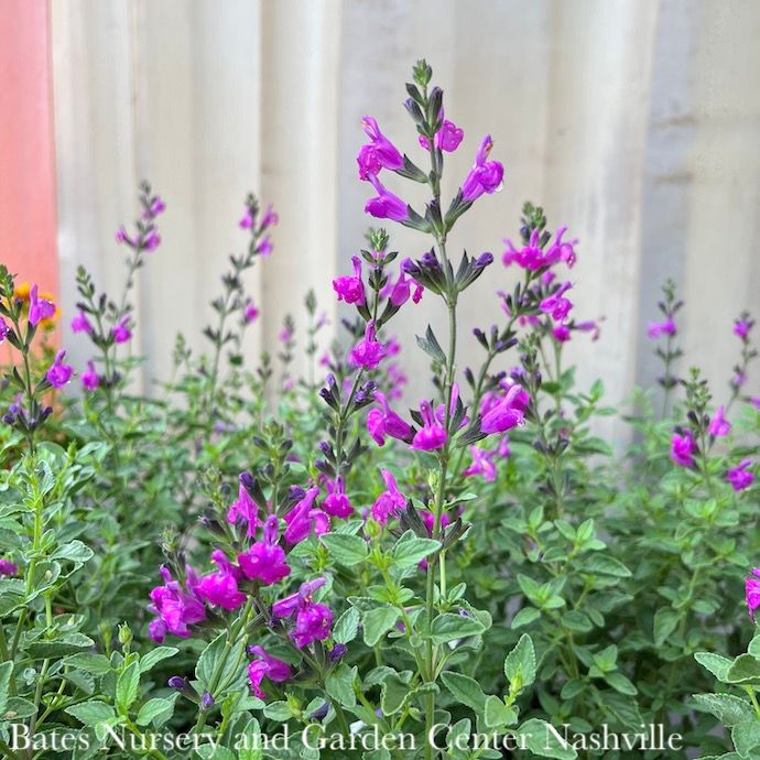 #1 Salvia hybrida Arctic Blaze &#39;Purple&#39;/ Sage