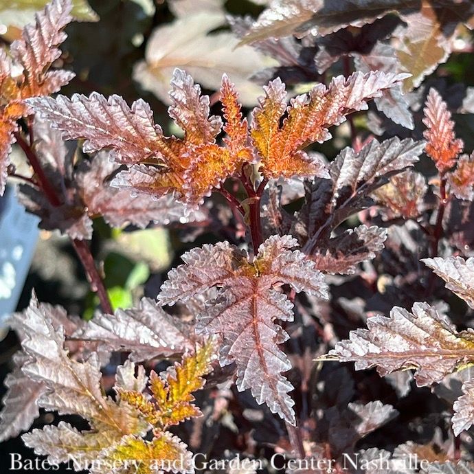 #3 Physocarpus opul Panther/ Ninebark Native (TN)