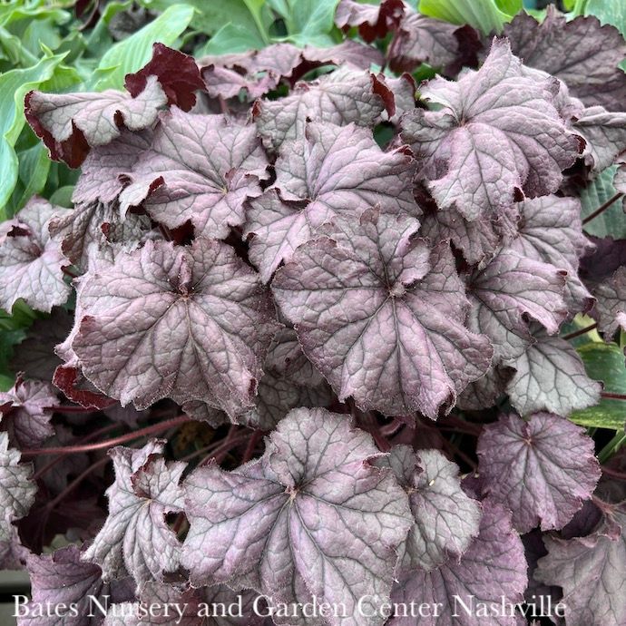 #1 Heuchera x Grande &#39;Amethyst&#39;/ Coral Bells