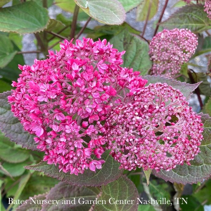 #3 Hydrangea arb PW Invincibelle Garnetta/ Smooth Dark Pink Native (TN)