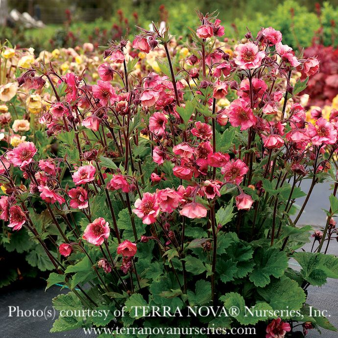 #1 Geum x Tempo 'Rose'/ Pink