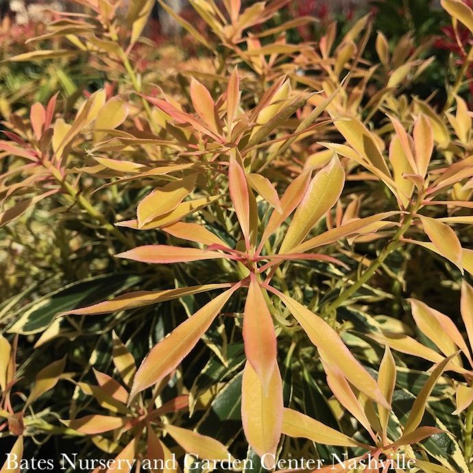 #3 Pieris japonica Flaming Silver/ Variegated White
