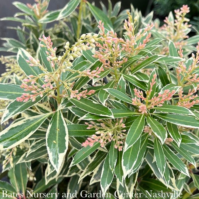 #3 Pieris japonica Flaming Silver/ Variegated White