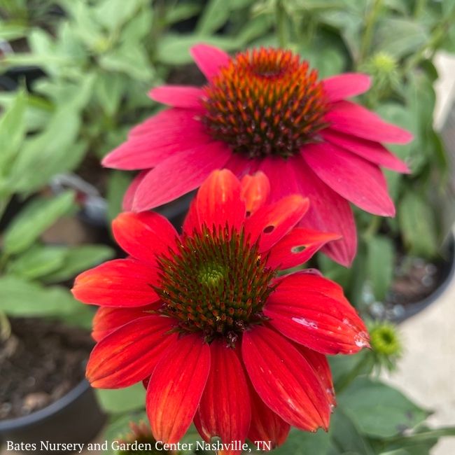 #1 Echinacea x PW Sombrero &#39;Tres Amigos&#39;/ Compact Pink to Red Coneflower