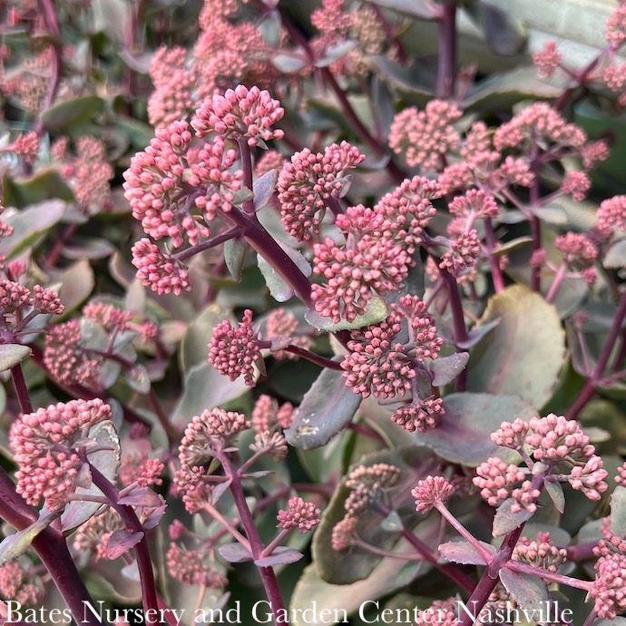 #1 Sedum spectabile Spellbound/ Stonecrop