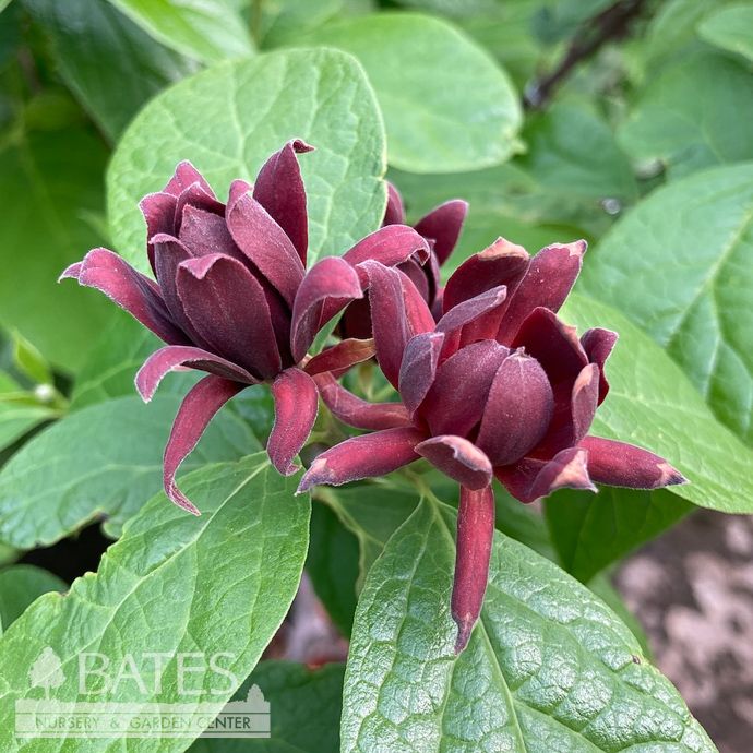 #3 Calycanthus flor PW Simply Scentsational/ Allspice Sweetshrub Native (TN)