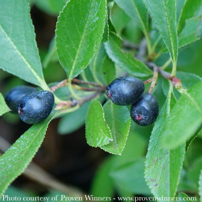#2 Aronia melano PW Ground Hug/ Dwarf Black Chokeberry Native (TN)
