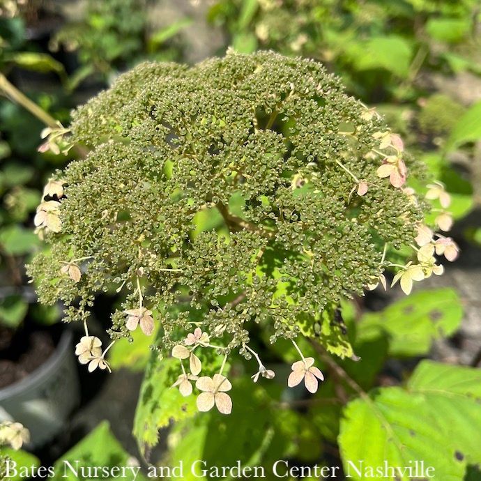 #3 Hydrangea arb AB Pinky Pollen Ring/ Smooth Pink Native (TN)