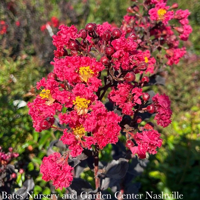#3 Lagerstroemia ind PW Center Stage &#39;Pink&#39;/ Semi-dwarf Crape Myrtle