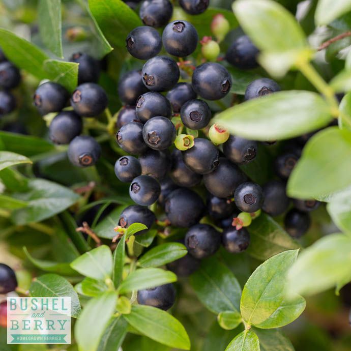 Edible #2 Vaccinium x Bushel and Berry &#39;BerryBux&#39;/ Dwarf Blueberry
