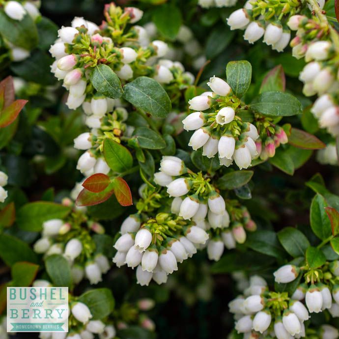 Edible #2 Vaccinium x Bushel and Berry &#39;BerryBux&#39;/ Dwarf Blueberry