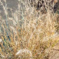 #3 Grass Pennisetum alop Piglet/Fountain Dwarf