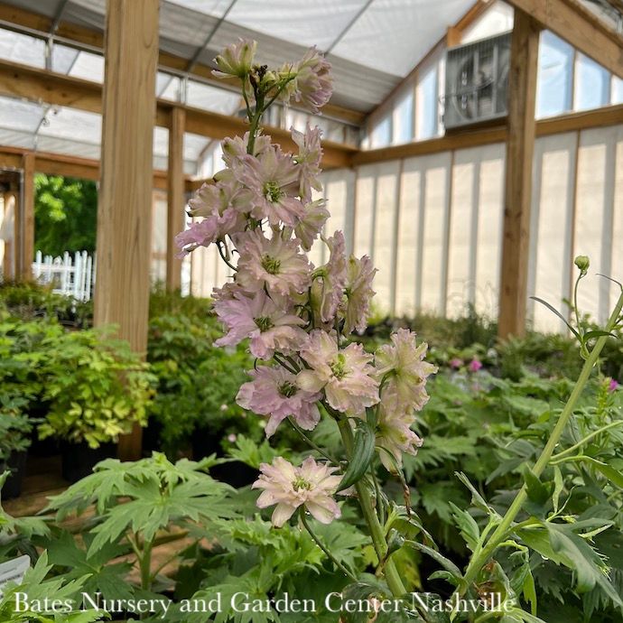 #1 Delphinium Delgenius &#39;Juliette&#39;/ Double Pink Larkspur