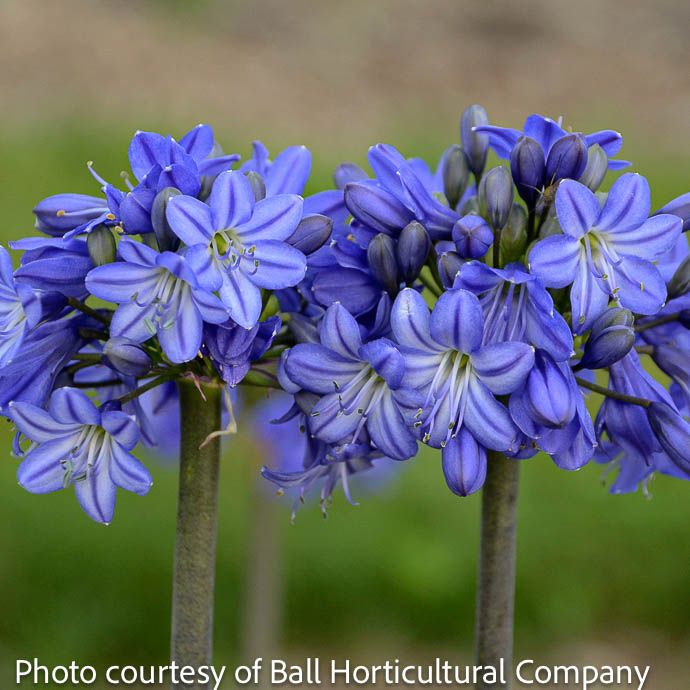 #1 Agapanthus Galaxy Blue/ Lily Of The Nile