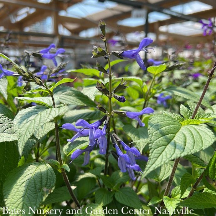 Tropical 6p Salvia hybrida PW Rockin&#39; Blue Suede Shoes/Sage - No Warranty