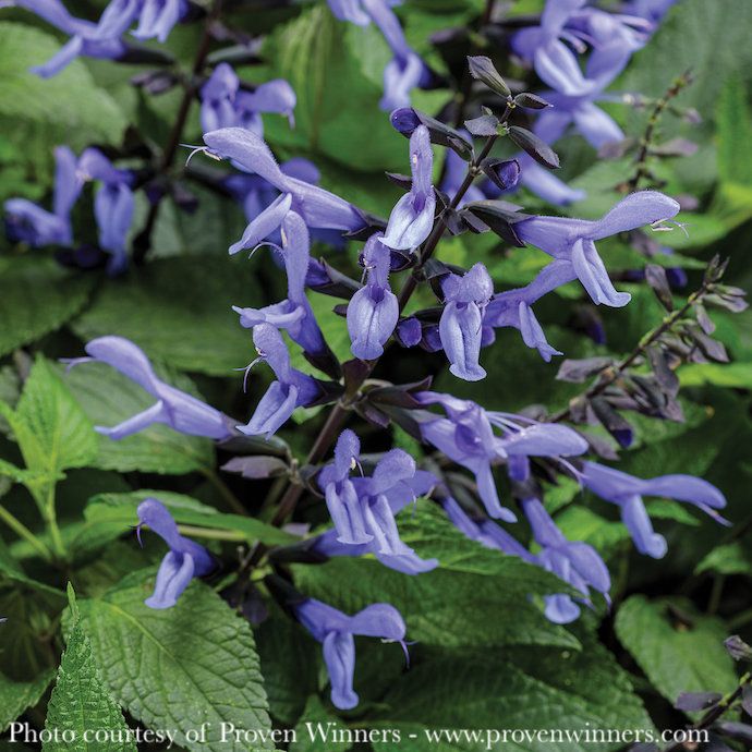 Tropical 6p Salvia hybrida PW Rockin&#39; Blue Suede Shoes/Sage - No Warranty