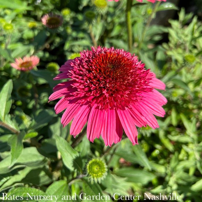 #1 Echinacea x Giddy Pink/ Double Coneflower