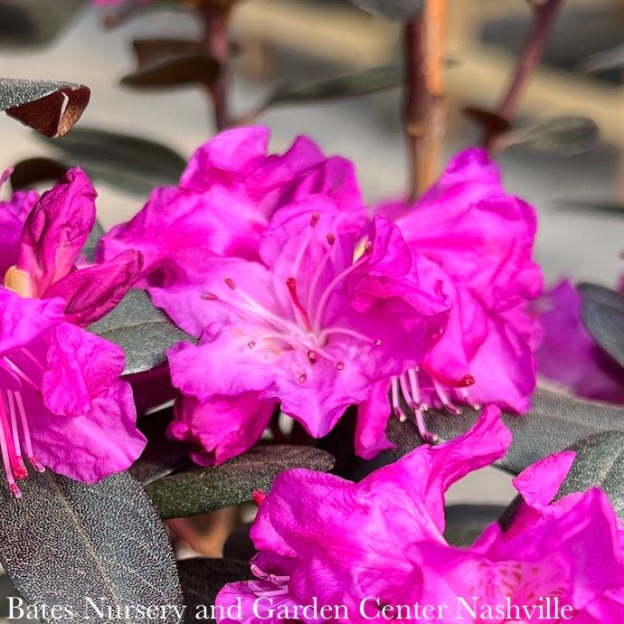 #3 Rhododendron x PJM Elite STAR/ Dark Pink - No Warranty