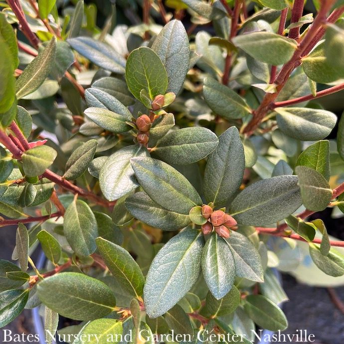 #3 Rhododendron x PJM Elite STAR/ Dark Pink - No Warranty