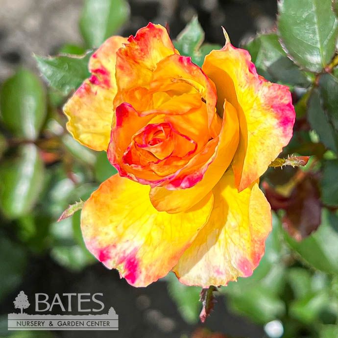 #2 Rosa True Bloom &#39;True Sincerity&#39;/ Compact Yellow with Pink Edges Floribunda Rose - No Warranty