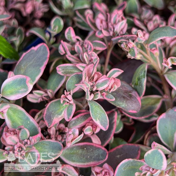 #1 Sedum rupestre Dream Dazzler/ Stonecrop