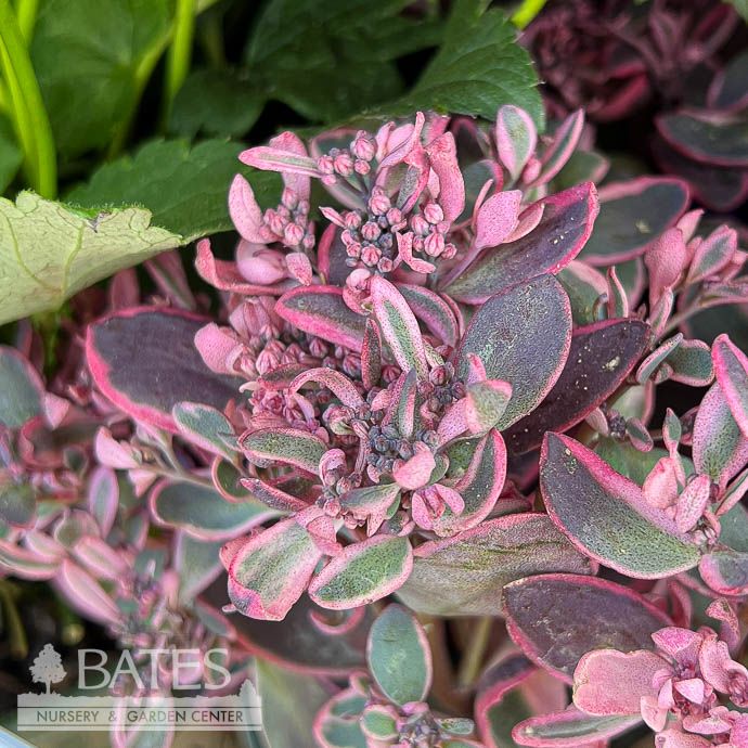 #1 Sedum rupestre Dream Dazzler/ Stonecrop