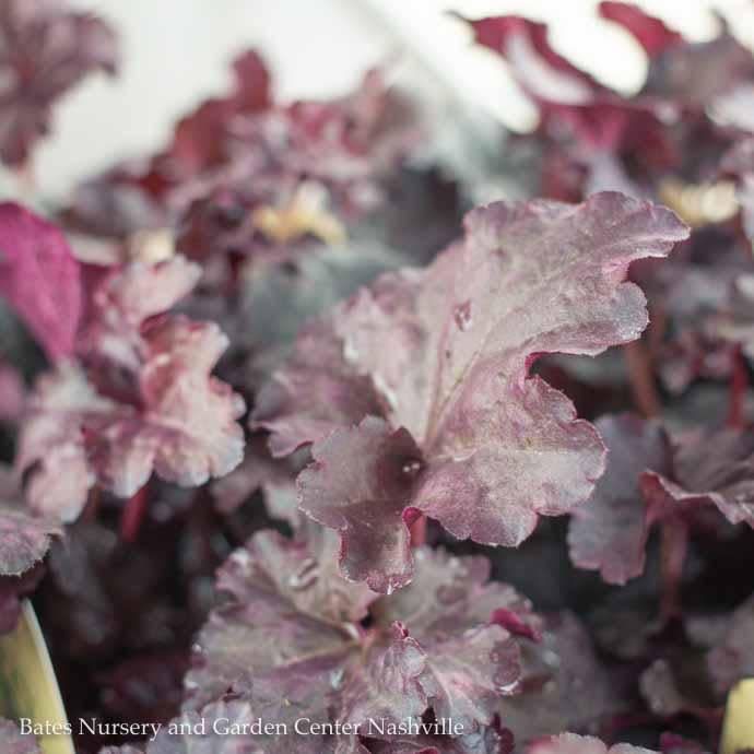 #1 Heuchera x Plum Pudding/ Coral Bells