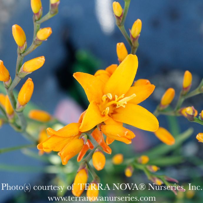 #1 Crocosmia Nova &#39;Gold Dragon&#39;/ Montbretia
