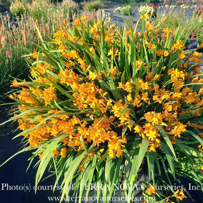 #1 Crocosmia Nova &#39;Gold Dragon&#39;/ Montbretia
