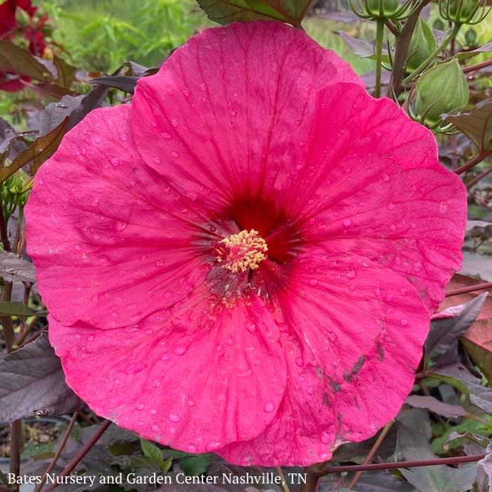 #3 Hibiscus x PW Summerific 'Evening Rose'/ Hot Pink Hardy