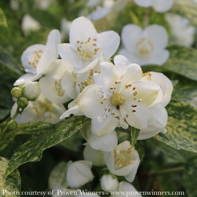 #3 Philadelphus cor PW Illuminati Sparks/ Variegated Mock Orange