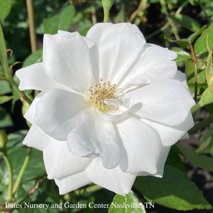 Topiary Patio Tree #3 24&quot; Rosa Iceberg/ White Floribunda Rose - No Warranty