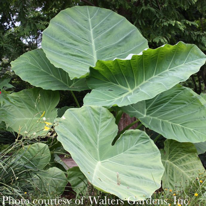 Tropical #1 Colocasia Thailand Giant/ Elephant Ear