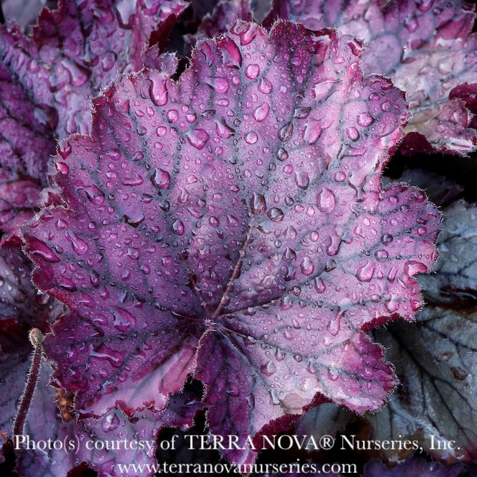 #1 Heuchera x rich Northern Exposure &#39;Purple&#39;/ Coral Bells