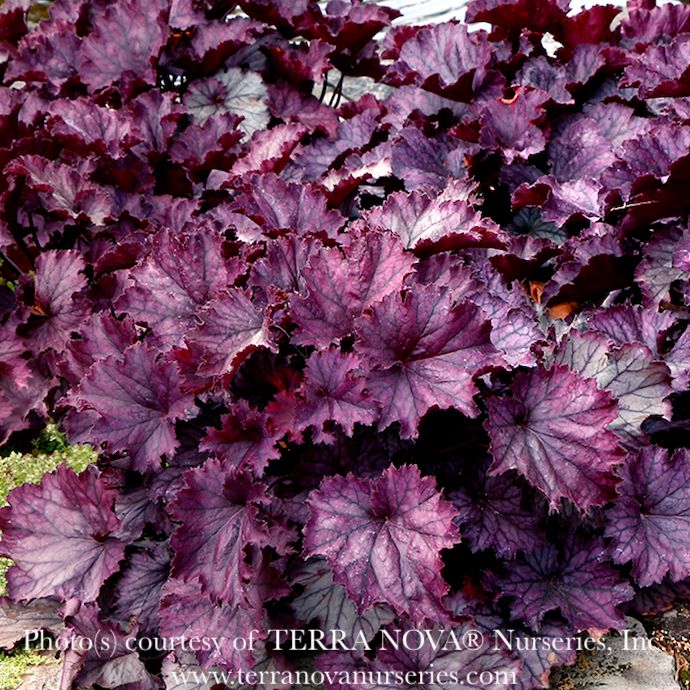 #1 Heuchera x rich Northern Exposure &#39;Purple&#39;/ Coral Bells