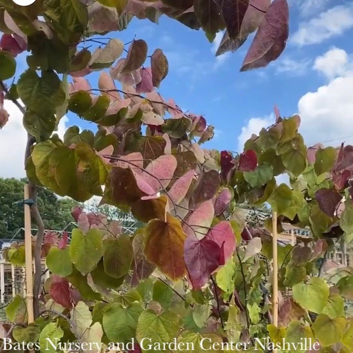#15 Cercis can Flame Thrower/ Redbud Native (TN)