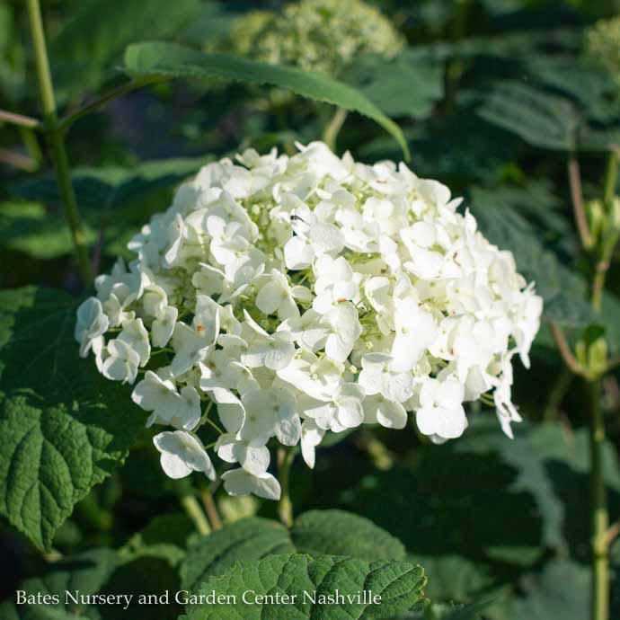 #7 Hydrangea arb PW Incrediball/ Smooth White Native (TN)