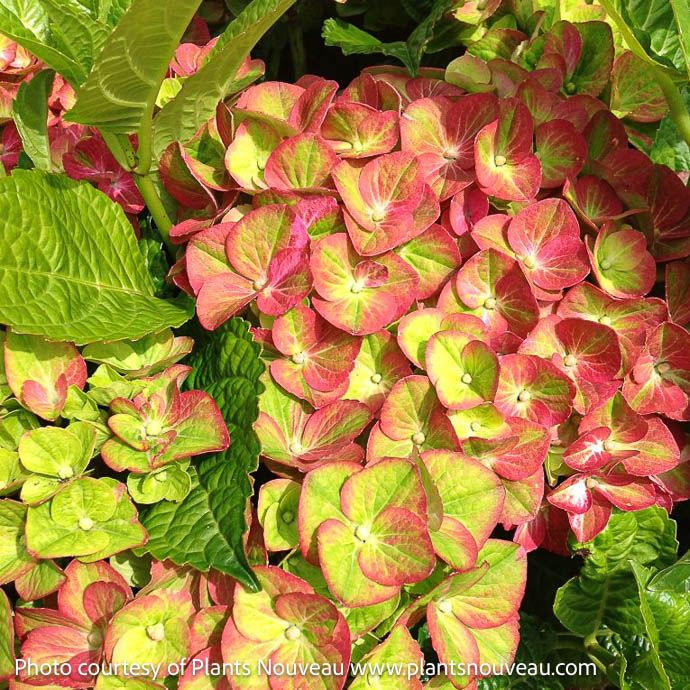 #3 Hydrangea mac Tilt-A-Swirl/ Bigleaf/ Mophead Rebloom Green to Pink