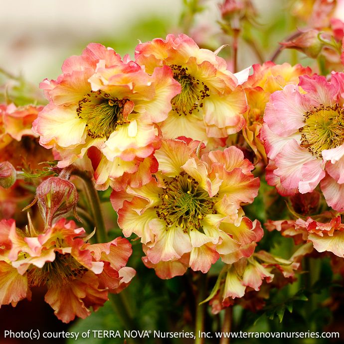 #1 Geum Pretticoats 'Peach'/ Pink
