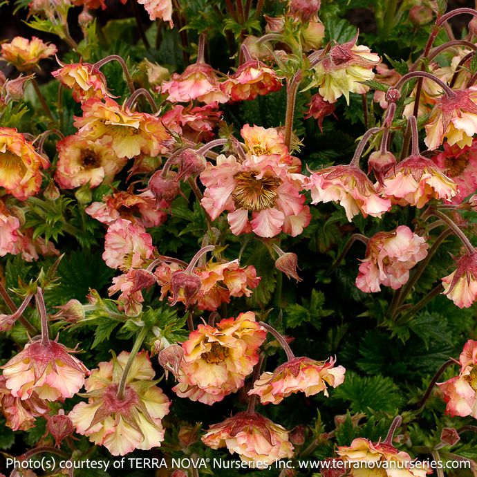 #1 Geum Pretticoats 'Peach'/ Pink