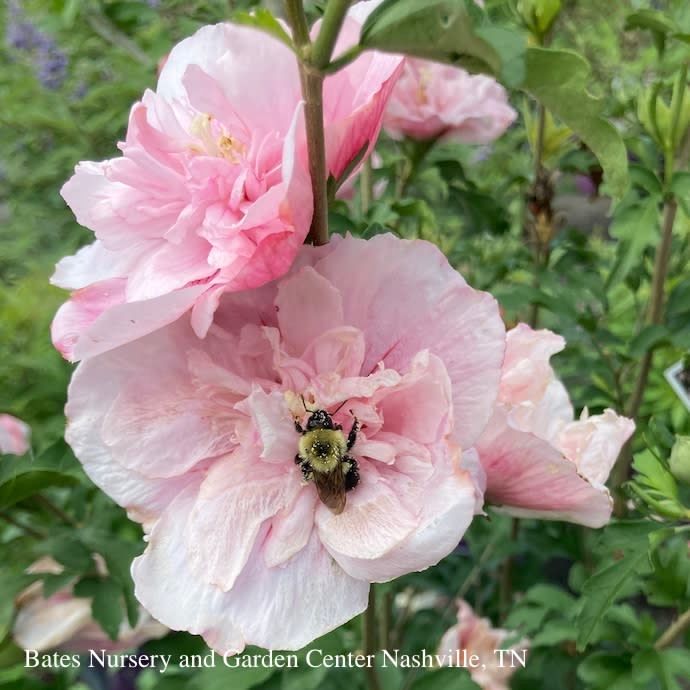 Topiary Patio Tree #7 Hibiscus syr Pink Chiffon/ Althea/ Rose of Sharon