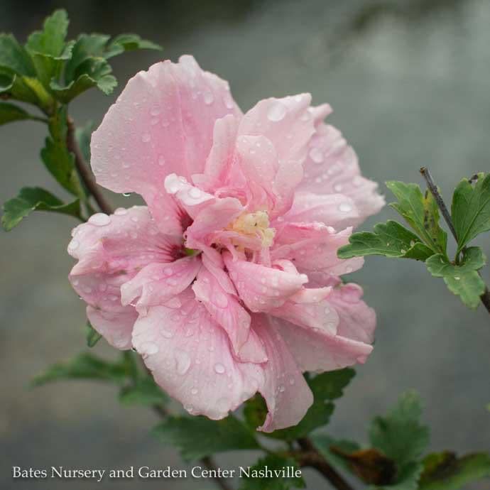 Topiary Patio Tree #7 Hibiscus syr Pink Chiffon/ Althea/ Rose of Sharon